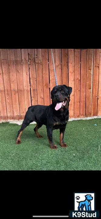 Rottweiler